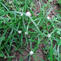 Cyperus mindorensis (Steud.) Huygh